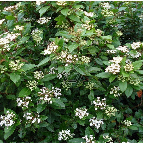 Viburnum tinus
