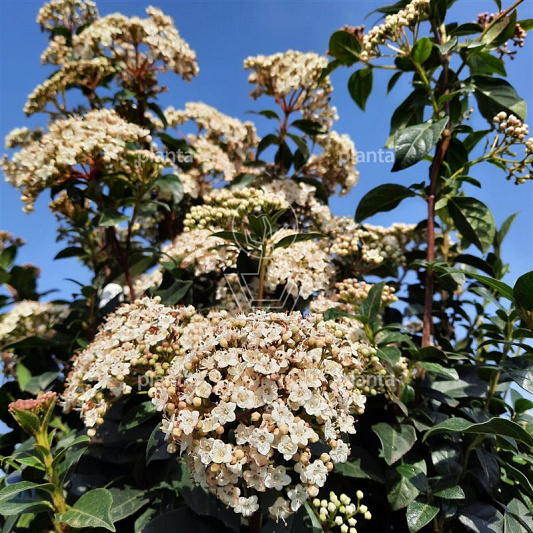 Viburnum tinus 'Eve Price'