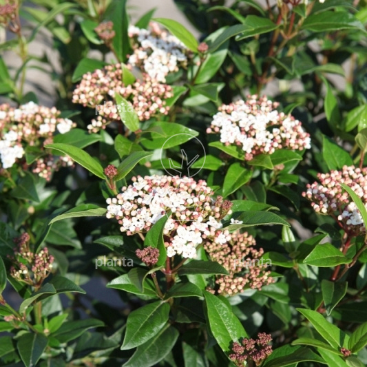 Viburnum tinus 'Spirit'