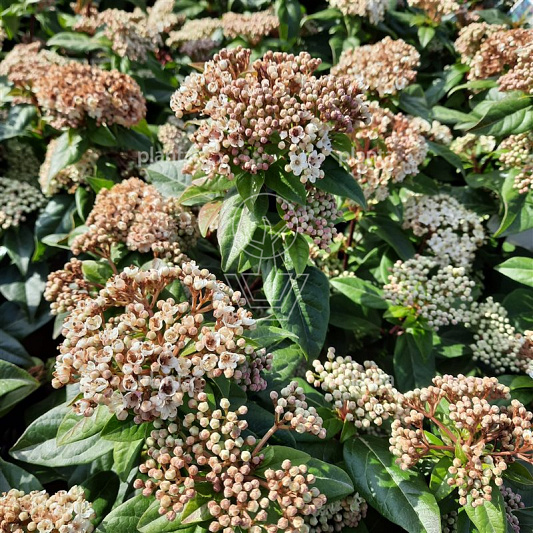 Viburnum tinus 'Spirit'