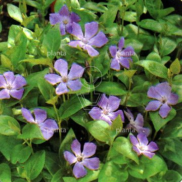 Vinca major