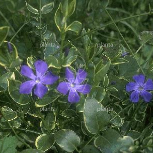 Vinca major 'Variegata'