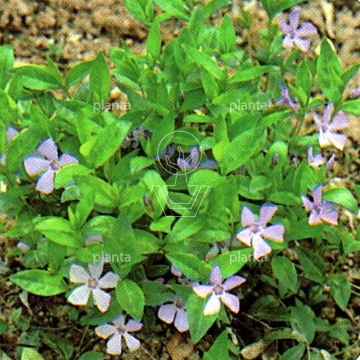 Vinca minor