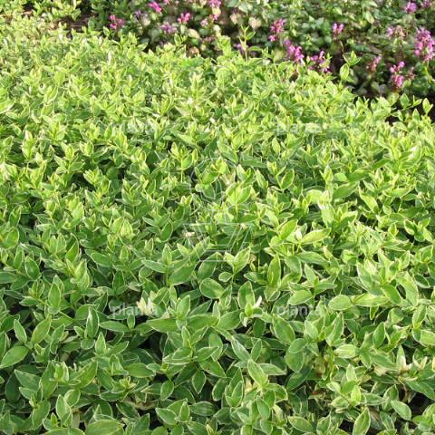 Vinca minor 'Argenteovariegata'