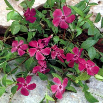 Vinca minor 'Atropurpurea'