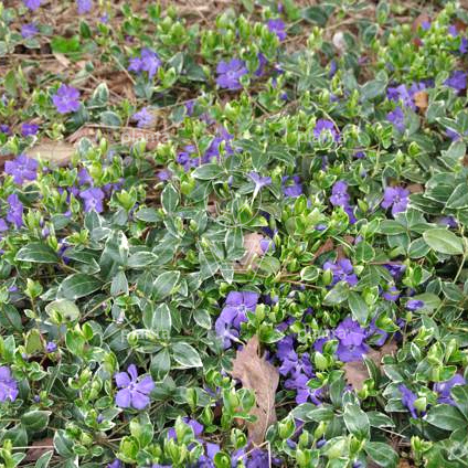 Vinca minor 'Ralph Shugert'