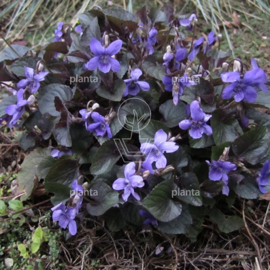 Viola labradorica