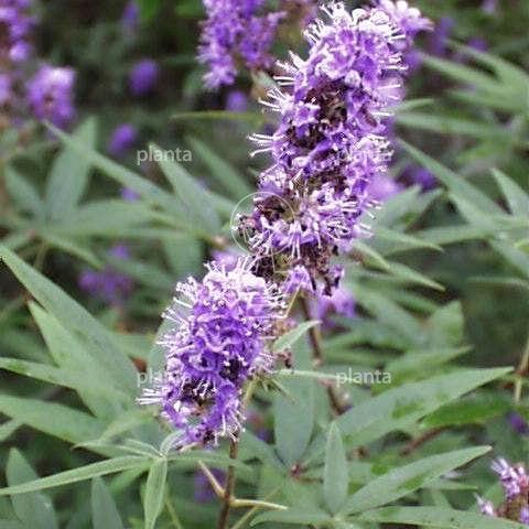 Vitex agnus-castus