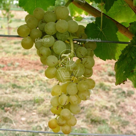 Vitis vinifera 'Himrod'
