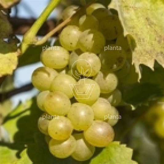 Vitis vinifera 'Riesling'