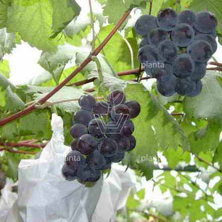 Vitis vinifera