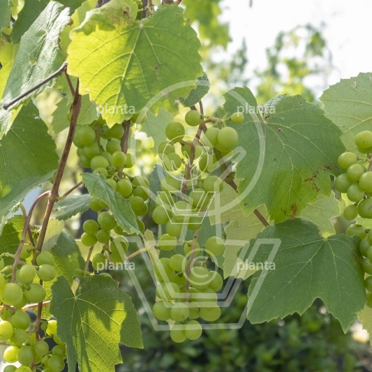 Vitis vinifera