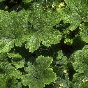 Waldsteinia geoides