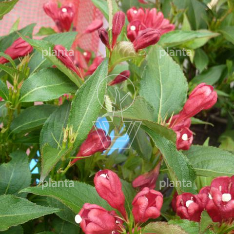 Weigela 'All Summer Red'