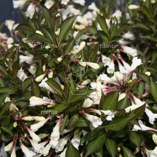 Weigela Black and White