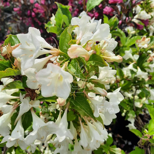 Weigela 'Candida'