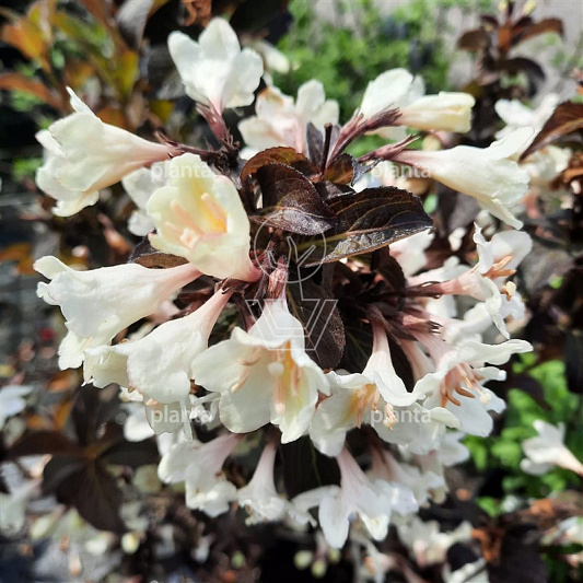 Weigela 'Ebony & Ivory'