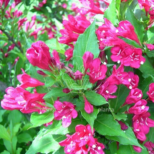 Weigela 'Red Prince'