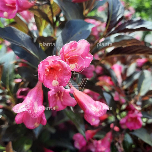 Weigela florida 'Alexandra'