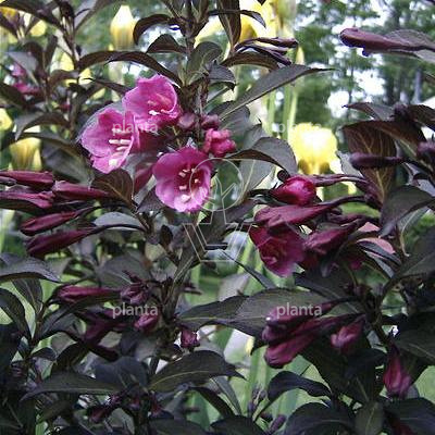 Weigela florida 'Foliis Purpureis'