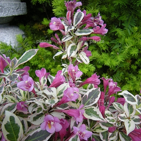 Weigela florida 'Monet'