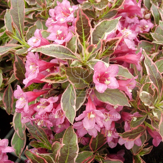 Weigela florida 'Monet'
