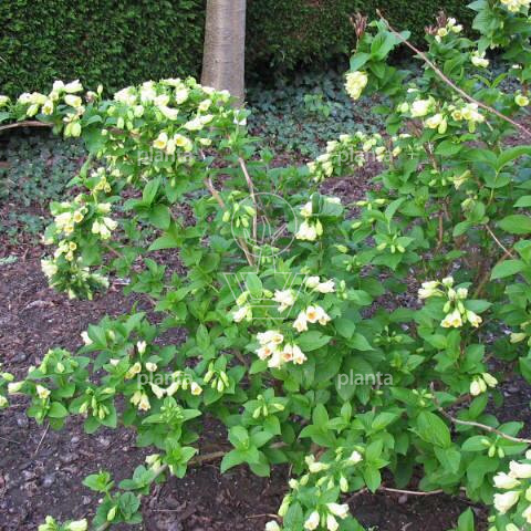 Weigela middendorffiana