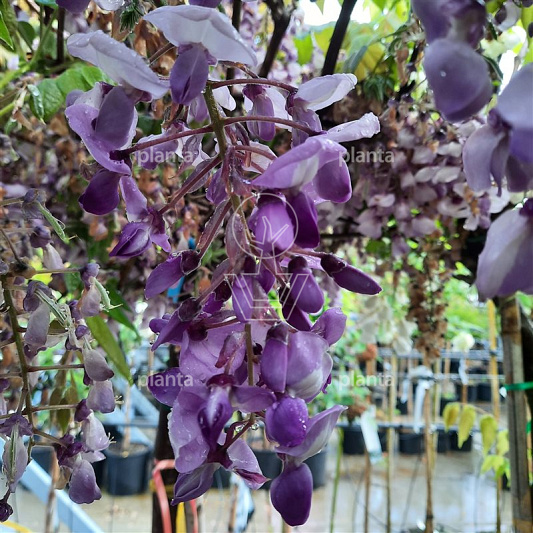 Wisteria brachybotrys 'Iko Jama Fuji'
