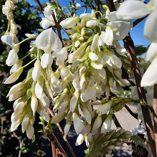 Wisteria brach. 'Shiro Kapitan'
