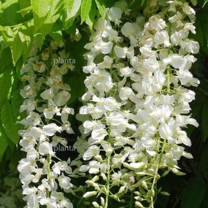 Wisteria floribunda 'Longissima Alba'