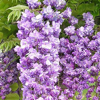 Wisteria floribunda 'Violacea Plena'