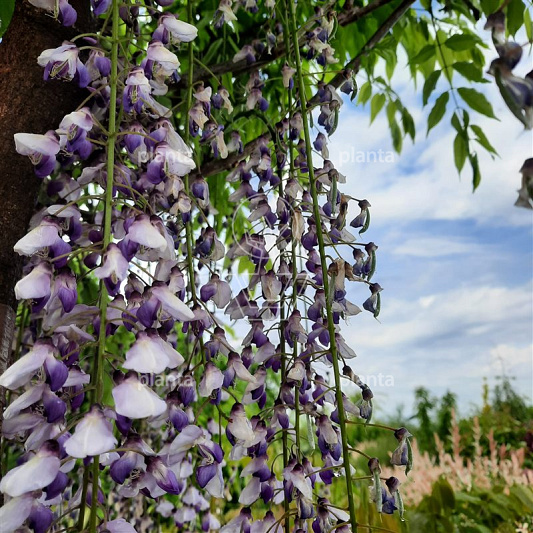 Wisteria floribunda macrobotrys