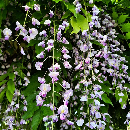 Wisteria floribunda macrobotrys