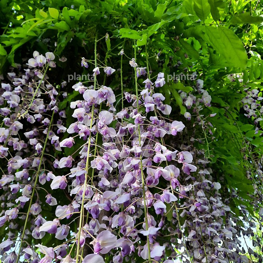 Wisteria formosa 'Issai'