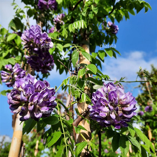 Wisteria frutescens 'Longwood Purple'