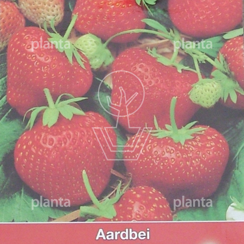 Aardbei Delican F1