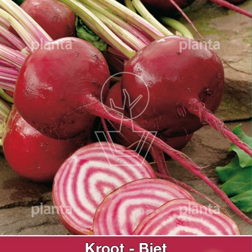 Biet Chioggia