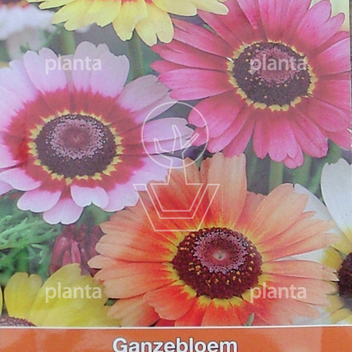 Chrysanthemum car. Rainbow Mix