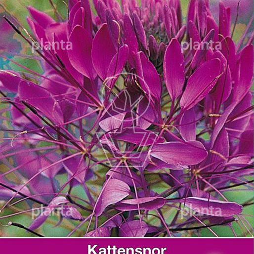 Cleome Violet Queen