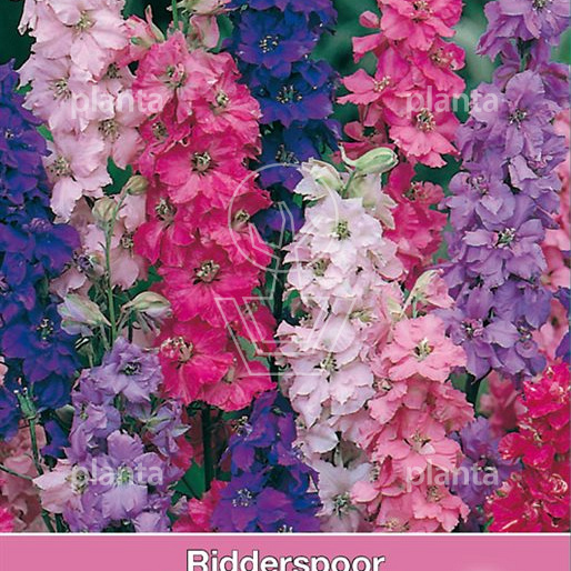 Consolida ajacis Imperial Mix