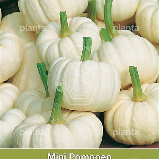 Cucurbita Baby Boo