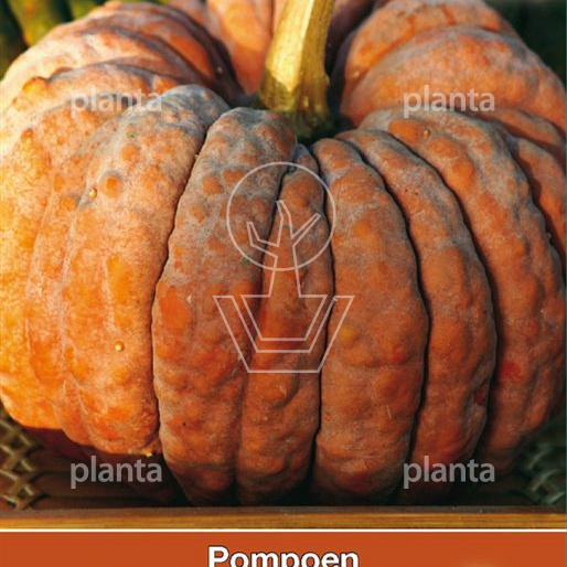 Cucurbita futtsu Black Early