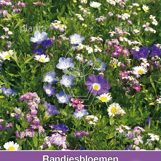 Cupido Randjesbloemen