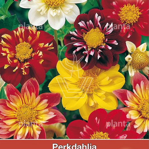 Dahlia 'Dandy'