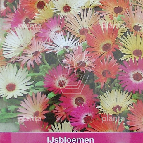 Dorotheanthus b. Sunshine Mix