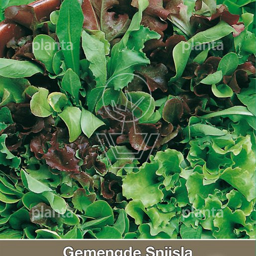 Gemengde snijsla Mesclun