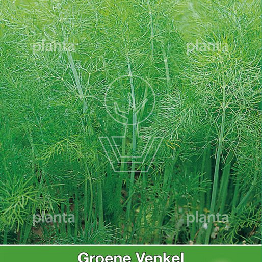 Groene Venkel