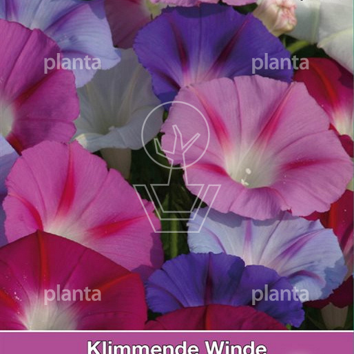 Ipomoea purpurea Lazy Luxe Mix