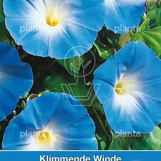 Ipomoea tricolor Heavenly Blue