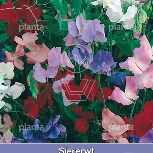 Lathyrus odoratus Spencer Mix